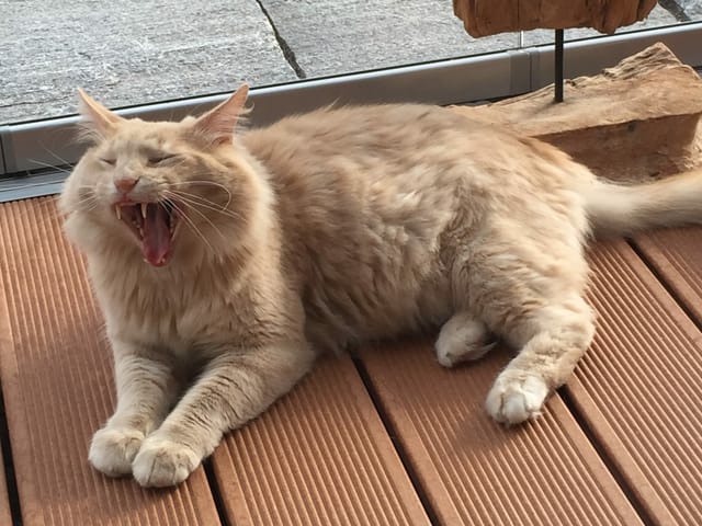 Eine Katze liegt auf der Terrasse und gähnt.