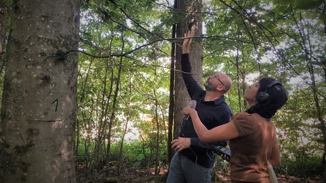 Andreas Rigling erklärt, worauf es bei den Bäumen im Wald der Zukunft ankommt Andreas Rigling erklärt, worauf es bei den Bäumen im Wald der Zukunft ankommt