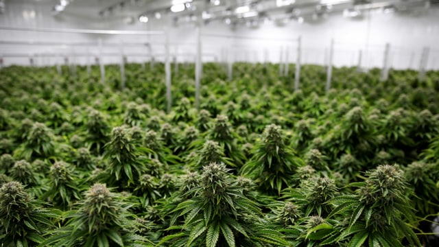 Marihuana-Plantage. Marihuana-Plantage.