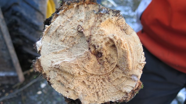 Querschnitt eines Asts. Querschnitt eines Asts.