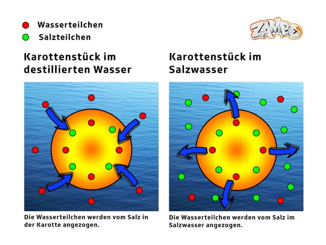 Darstellung Salz Karotte Darstellung Salz Karotte
