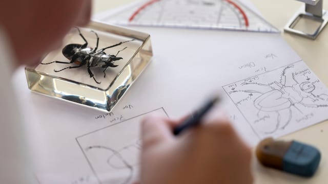 Schüler bearbeitet ein Biologieblatt. Symbolbild. Schüler bearbeitet ein Biologieblatt. Symbolbild.
