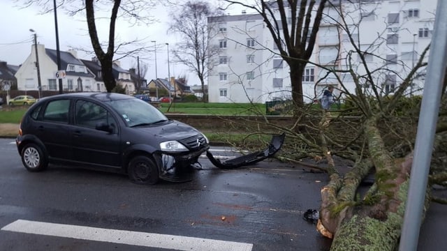 Ein Auto wurde von einem umgestürzten Baum getroffen. Ein Auto wurde von einem umgestürzten Baum getroffen.