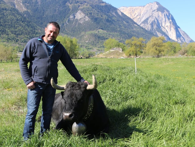 Ein Mann mit einer Eringerkuh, im Hintergrund Walliser Landschaft. Ein Mann mit einer Eringerkuh, im Hintergrund Walliser Landschaft.
