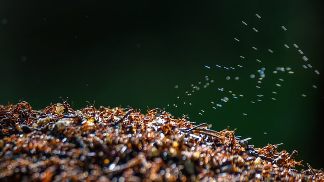 Ameisenhaufen mit Tropfen in der Luft. Ameisenhaufen mit Tropfen in der Luft.