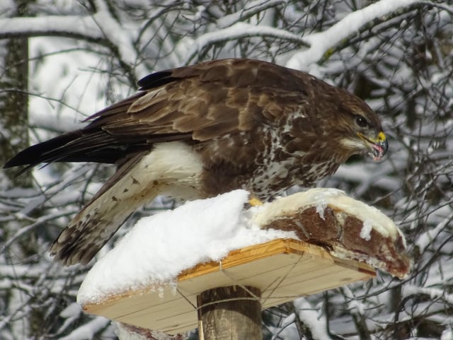 Bussard Bussard