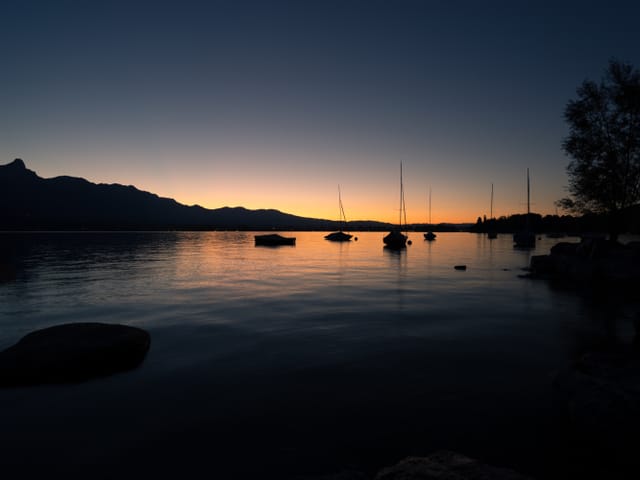 Thunersee und Segelschiffe sowie ein Baum im Dämmerlicht. Die Sonne ist schon untergegangen.