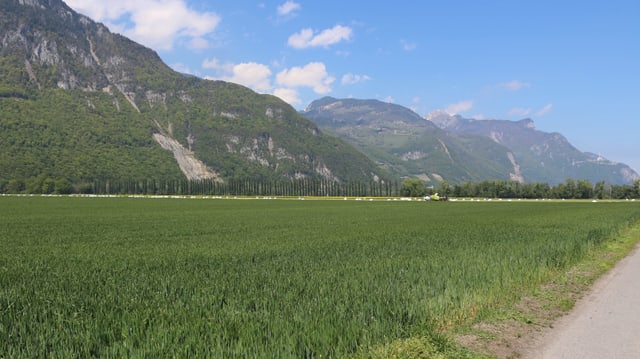 Wiese und Berge Wiese und Berge