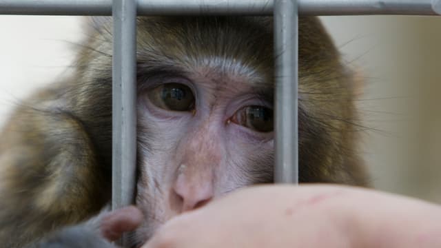 Ein Makaken-Affe schaut durch die Gitter seines Geheges.