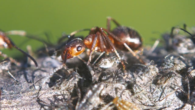 Eine rötliche Ameise auf grauem Grund vor grünem Hintergrund. Eine rötliche Ameise auf grauem Grund vor grünem Hintergrund.