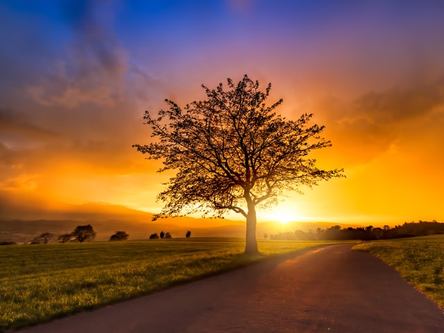 Baum im Abendlicht. Baum im Abendlicht.