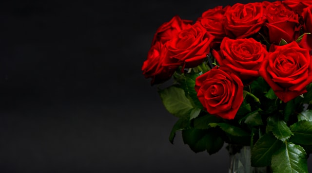 Rote Rosen: Sie gelten als Zeiche der Liebe. Rote Rosen: Sie gelten als Zeiche der Liebe.