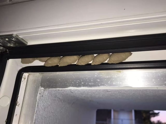 Wespennester im Fensterrahmen