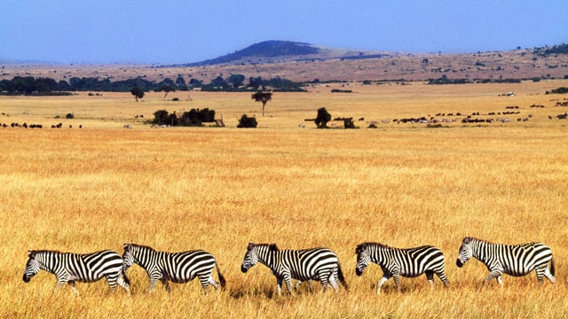 Zebraherde im kenianischen Grasland. Zebraherde im kenianischen Grasland.