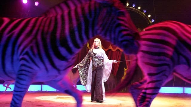 Zebras in Zirkusmanege Zebras in Zirkusmanege