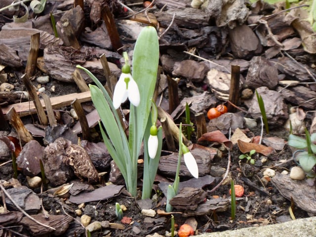 Schneeglöcken in einem Beet. Schneeglöcken in einem Beet.