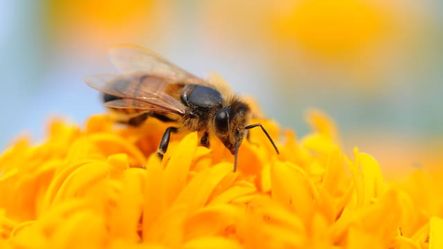 Eine Biene auf einer gelben Blume. Eine Biene auf einer gelben Blume.