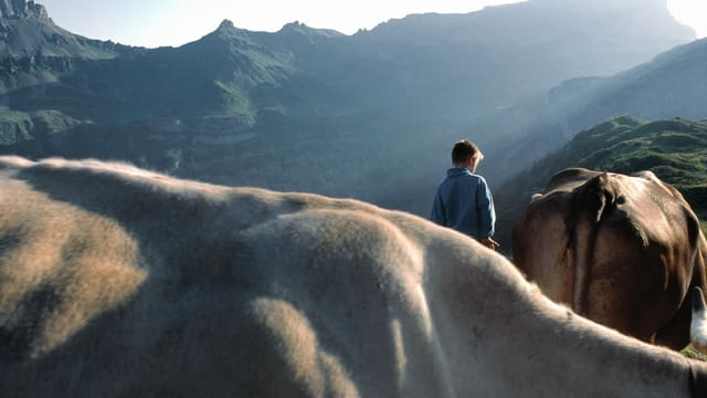 Kind mit Kühen auf einer Alp Kind mit Kühen auf einer Alp