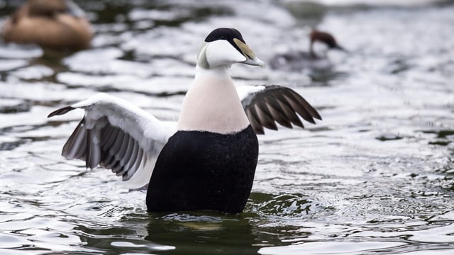 Eiderente im Wasser Eiderente im Wasser