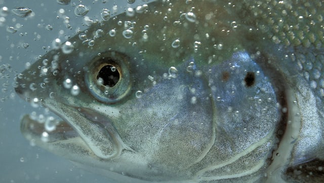 Lachs im Rhein Lachs im Rhein