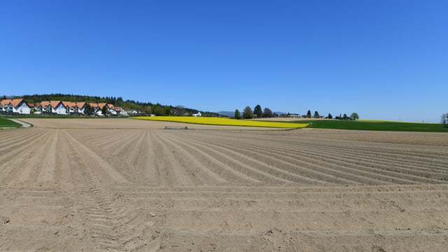 Blick auf einen sandigen Acker unter tiefblauem Himmel. Blick auf einen sandigen Acker unter tiefblauem Himmel.