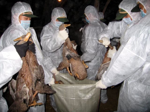 Chinesische Polizisten entsorgen tote Vögel. Chinesische Polizisten entsorgen tote Vögel.