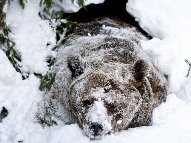 Ein Braunbär im tiefen Schnee Ein Braunbär im tiefen Schnee