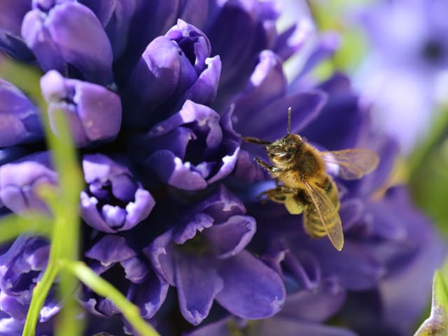 Violette Blume mit einer Biene.