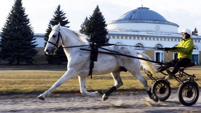 Video «Russlands Pferde – Traber und Traditionen (4/5)» abspielen Video «Russlands Pferde – Traber und Traditionen (4/5)» abspielen