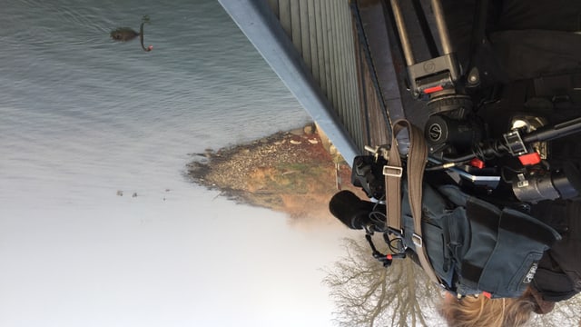 Kameramann mit Ausrüstung filmt über ein Geländer den schwarzen Schwan. Kameramann mit Ausrüstung filmt über ein Geländer den schwarzen Schwan.