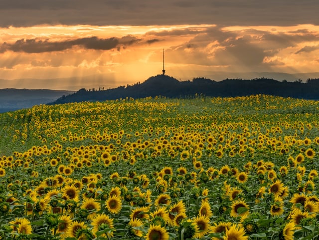 Sonnenblumenfeld, darüber ein geblicher, bewölkter Himmel mit einzelnen hellen Lichtstrahlen.
