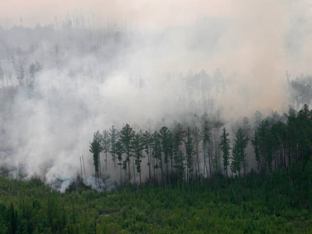 Der Wald brennt, Rauchsäulen steigen auf. Der Wald brennt, Rauchsäulen steigen auf.