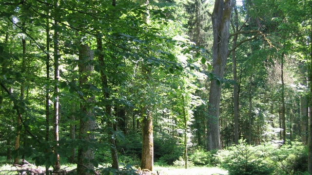 Waldpreis geht in den Thurgau (26.04.2016)