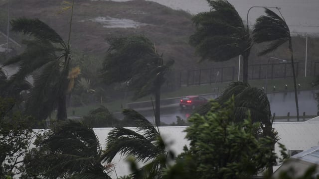 Palmen werden vom Sturmwind niedergedrückt. Palmen werden vom Sturmwind niedergedrückt.