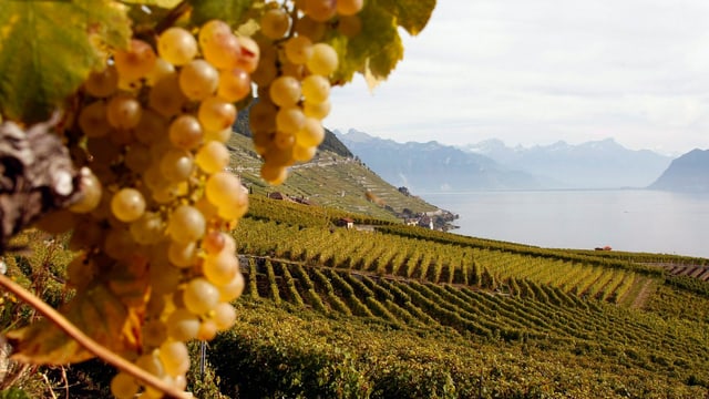 Weintrauben im Vordergrund, Weinberge im Hintergrund Weintrauben im Vordergrund, Weinberge im Hintergrund