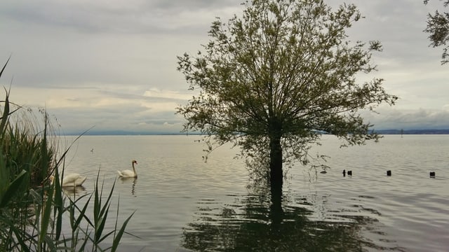 Schon seit Tagen besteht am Bodensee Hochwassergefahr der Stufe 4. Schon seit Tagen besteht am Bodensee Hochwassergefahr der Stufe 4.