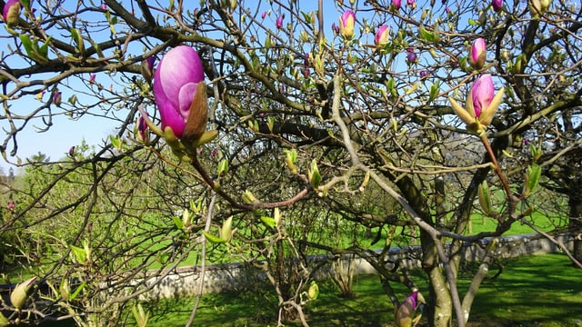 Blühende Magnolie. Blühende Magnolie.
