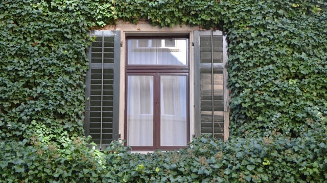Mauerbegrünung mit Efeu. Mauerbegrünung mit Efeu.