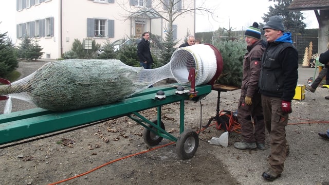 Die beiden Männer verpacken einen Weihnachtsbaum Die beiden Männer verpacken einen Weihnachtsbaum