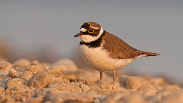 Ein kleiner Vogel mit schwarzer Halsbinde und einem gelben Ring ums Auge Ein kleiner Vogel mit schwarzer Halsbinde und einem gelben Ring ums Auge