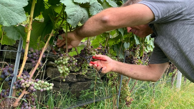 Bei der Grünlese werden die Traubenbeeren im Rebstock rausgeschnitten, die in der Entwicklung noch nicht so weit sind wie die übrigen Trauben. Bei der Grünlese werden die Traubenbeeren im Rebstock rausgeschnitten, die in der Entwicklung noch nicht so weit sind wie die übrigen Trauben.