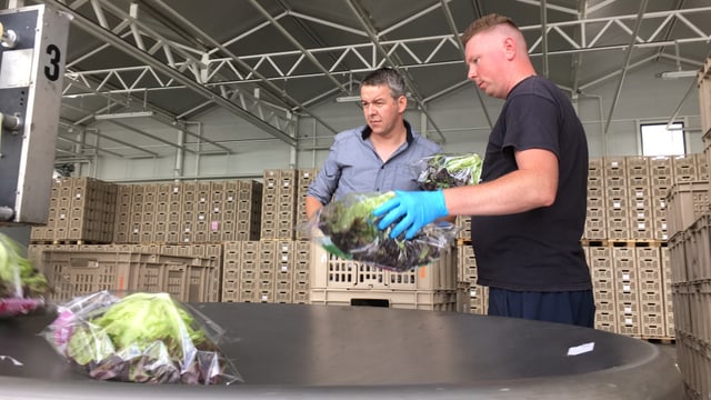 Zwei Männer stehen bei Abpackanlagen, im Vordergrund sind zwei Salatköpfe, im Hintergrund leere, gestapelte Kisten. Zwei Männer stehen bei Abpackanlagen, im Vordergrund sind zwei Salatköpfe, im Hintergrund leere, gestapelte Kisten.