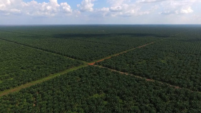 Sehr gleichmässiger Palmenwald Sehr gleichmässiger Palmenwald