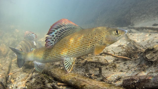Fisch im Wasser Fisch im Wasser