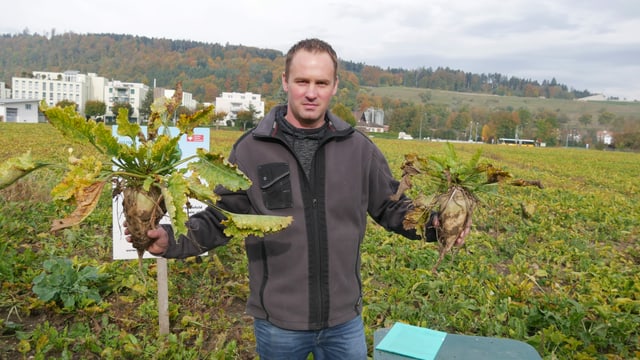Nyffenegger mit seinen Zückerrüben Nyffenegger mit seinen Zückerrüben