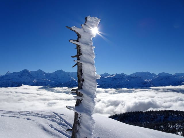 An einem alten Baum häng schöner Rauhreif
