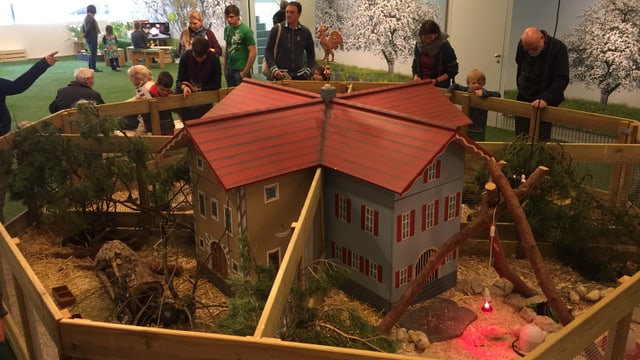 Ein Haus extra für Küken Ein Haus extra für Küken