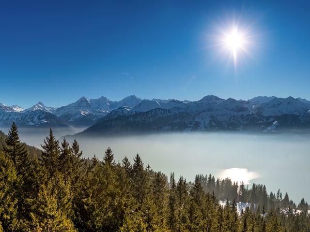 Blick über einen grünen Nadelwald auf ein Nebelmeer mit verschneiten Bergen im Hintergrund. Die Sonne scheint vom wolkenlosen, blauen Himmel.