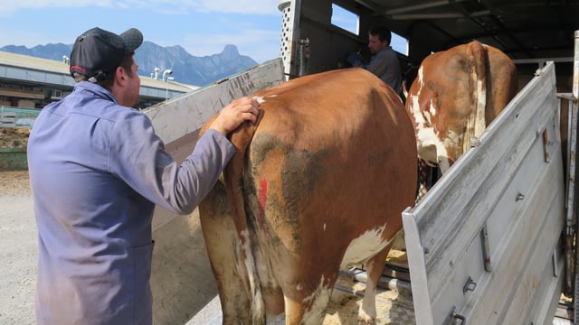 Der Streit um die Schlachtviehmärkte im Kanton Bern