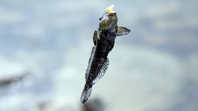 Die kleine Schwarzmeergrundel ernährt sich unter anderem vom Laich einheimischer Fische. Die kleine Schwarzmeergrundel ernährt sich unter anderem vom Laich einheimischer Fische.